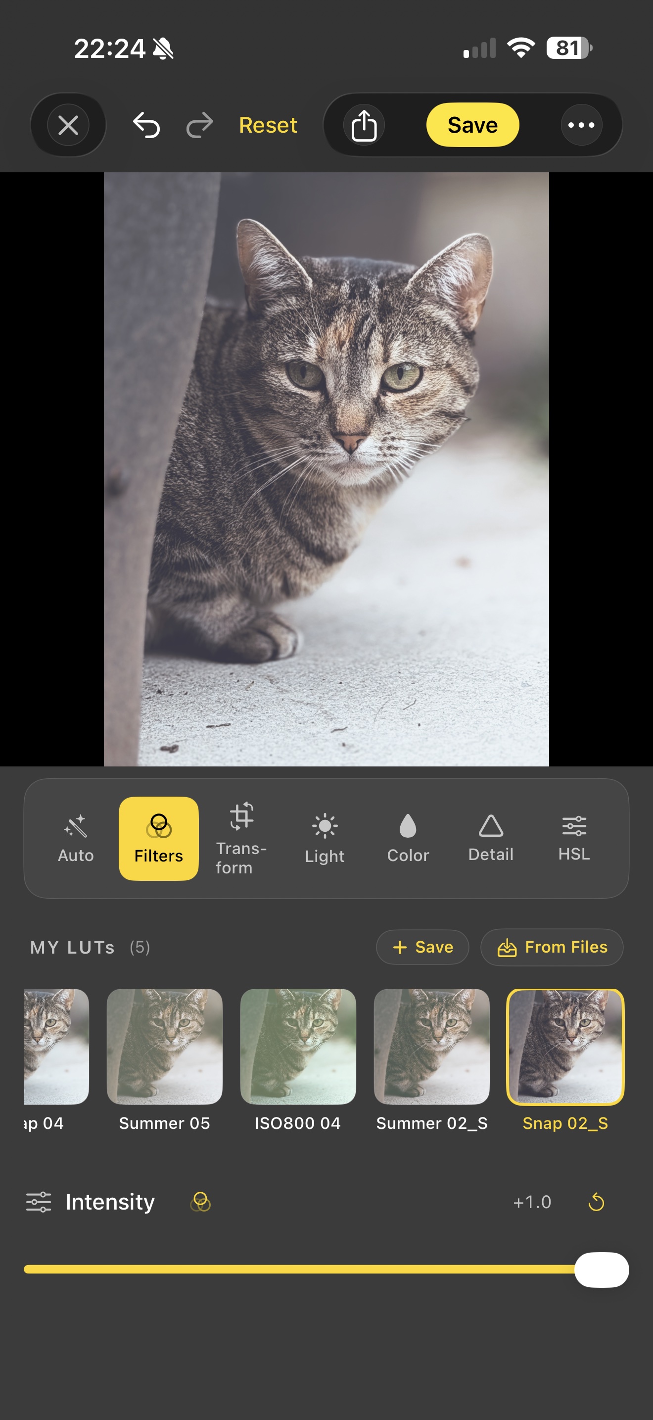 Acetate editor's MY LUTs strip — your saved .cube LUTs in a horizontal row beneath a portrait of a tabby cat, with one selected and an intensity slider underneath